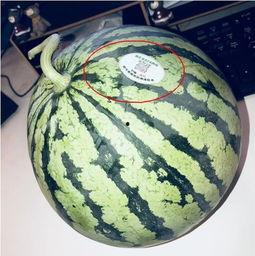 吃瓜网红do,从幕后到台前的华丽蜕变