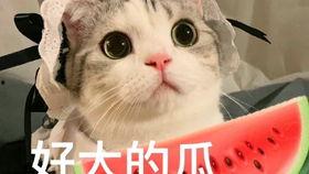 吃瓜网红do,从幕后到台前的华丽蜕变 第3张 吃瓜网红do,从幕后到台前的华丽蜕变 第3张