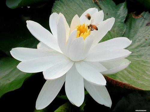 叶罗丽冰莲花最新爆料 第2张 叶罗丽冰莲花最新爆料 第2张