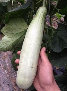 全网红吃瓜免费,揭秘网红美食背后的秘密 第2张 全网红吃瓜免费,揭秘网红美食背后的秘密 第2张
