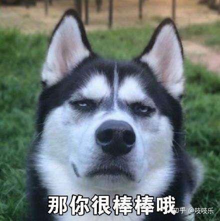 圈内爆料二哈百度云资源,二哈百度云资源独家揭秘,带你领略萌犬风采 第2张 圈内爆料二哈百度云资源,二哈百度云资源独家揭秘,带你领略萌犬风采 第2张