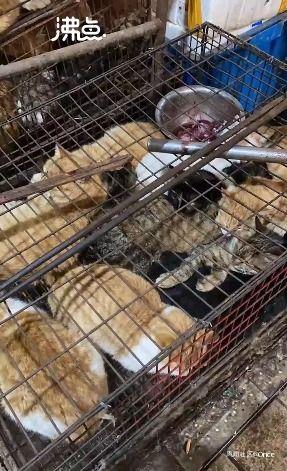 屠宰最新爆料消息视频,屠宰场内幕视频曝光,震撼揭秘行业黑幕 第2张 屠宰最新爆料消息视频,屠宰场内幕视频曝光,震撼揭秘行业黑幕 第2张