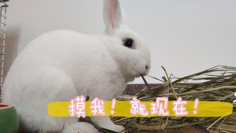 兔崽吃瓜视频在线观看免费,免费在线观看，笑料横生，欢乐无限