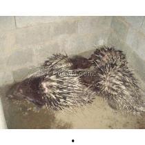 豪猪最新爆料2.0下载,揭秘娱乐圈惊天秘密 第3张 豪猪最新爆料2.0下载,揭秘娱乐圈惊天秘密 第3张