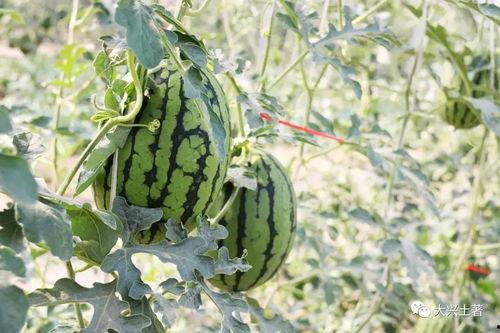 太古里网红吃瓜,揭秘网红圈背后的故事  第2张