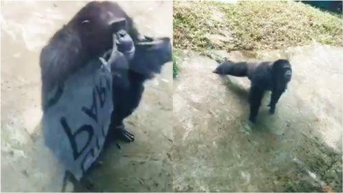 爆料踩踏动物视频大全最新,最新爆料踩踏动物视频大全引发社会关注  第2张