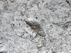 化石视频大全爆料,化石视频大全独家爆料 第2张 化石视频大全爆料,化石视频大全独家爆料 第2张