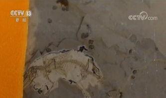 化石视频大全爆料,化石视频大全独家爆料 第3张 化石视频大全爆料,化石视频大全独家爆料 第3张