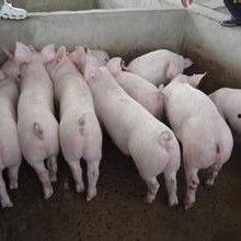 小猪崽子爆料视频大全集,揭秘娱乐圈幕后真相