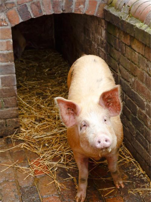 小猪崽子爆料视频大全集,揭秘娱乐圈幕后真相  第3张