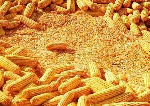 速食玉米爆料视频播放下载,揭秘播放下载背后的秘密  第2张