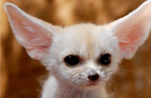 娱乐吃瓜丫狐狸,揭秘网红丫狐狸的幕后故事 第2张 娱乐吃瓜丫狐狸,揭秘网红丫狐狸的幕后故事 第2张