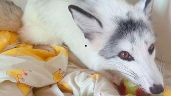 娱乐吃瓜丫狐狸,揭秘网红丫狐狸的幕后故事 第3张 娱乐吃瓜丫狐狸,揭秘网红丫狐狸的幕后故事 第3张