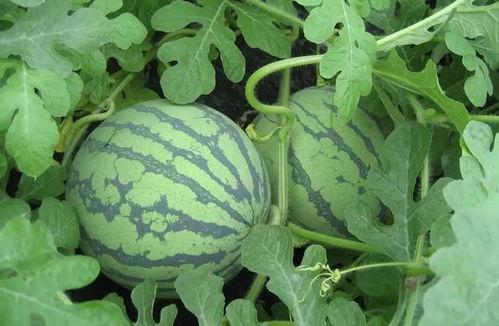 武汉大学免费领吃瓜,免费吃瓜活动引学生狂欢  第2张