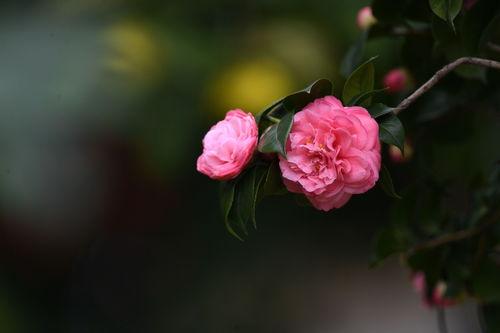 山茶在线观看,探寻自然之美，感受生命之韵