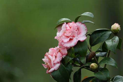 山茶在线观看,探寻自然之美，感受生命之韵  第3张