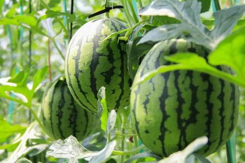 免费吃瓜朝阳,揭秘网红美食背后的故事  第3张