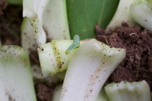 吃瓜大师沈凡免费阅读,免费阅读背后的故事与魅力 第3张 吃瓜大师沈凡免费阅读,免费阅读背后的故事与魅力 第3张