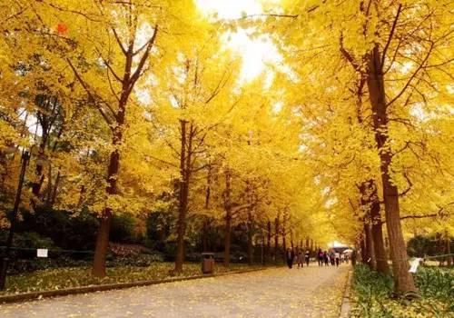 成都银杏树爆料视频下载,揭秘银杏树下的秘密瞬间