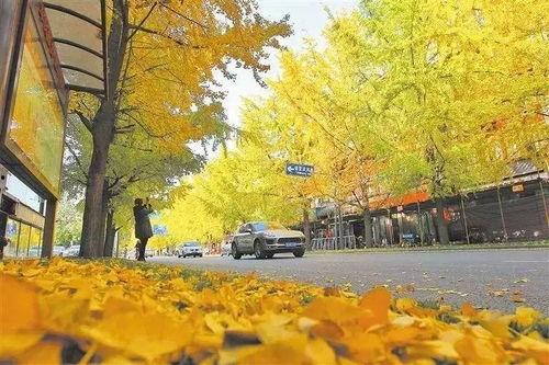 成都银杏树爆料视频下载,揭秘银杏树下的秘密瞬间 第2张 成都银杏树爆料视频下载,揭秘银杏树下的秘密瞬间 第2张