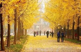 成都银杏树爆料视频下载,揭秘银杏树下的秘密瞬间 第3张 成都银杏树爆料视频下载,揭秘银杏树下的秘密瞬间 第3张