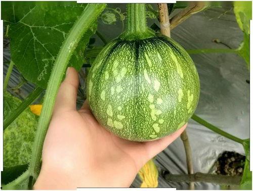 云南顶呱呱南瓜最新爆料,神秘品种引关注，品质与口感再升级