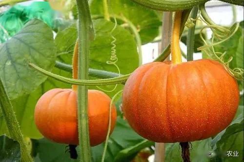 云南顶呱呱南瓜最新爆料,神秘品种引关注，品质与口感再升级  第2张