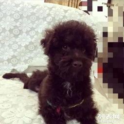 泰迪熊 在线观看,温馨回忆,甜蜜时光在线重温 第3张 泰迪熊 在线观看,温馨回忆,甜蜜时光在线重温 第3张